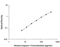 Human Caspase-1 Antibody, R D Systems:Antibodies:Primary Antibodies