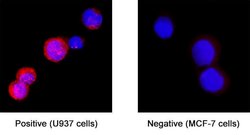 Human Caspase-1 Antibody, R D Systems:Antibodies:Primary Antibodies