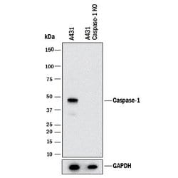 Human Caspase-1 Antibody, R D Systems:Antibodies:Primary Antibodies