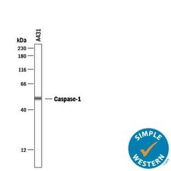 Human Caspase-1 Antibody, R D Systems:Antibodies:Primary Antibodies