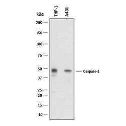 Human Caspase-1 Antibody, R D Systems:Antibodies:Primary Antibodies