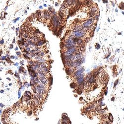 Human Caspase-1 Antibody, R D Systems 25 &mu;g; Unconjugated:Antibodies,