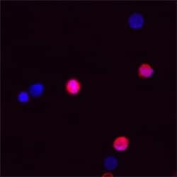 Human Caspase-1 Antibody, R D Systems 100 &mu;g; Unconjugated:Antibodies,