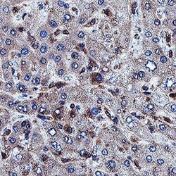 Human Caspase-1 Antibody, R D Systems 100 &mu;g; Unconjugated:Antibodies,