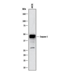 Human Caspase-1 Antibody, R D Systems 100 &mu;g; Unconjugated:Antibodies,