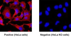Human PTEN Antibody, R D Systems 100 &mu;g | Buy Online | R&D Systems | Fisher Scientific