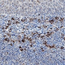 Human DNAM-1/CD226 Antibody, R D Systems 100 &mu;g; Unconjugated:Antibodies,