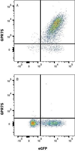 Human GPR75 Antibody, R D Systems 25 &mu;g; Unconjugated:Antibodies, Monoclonal