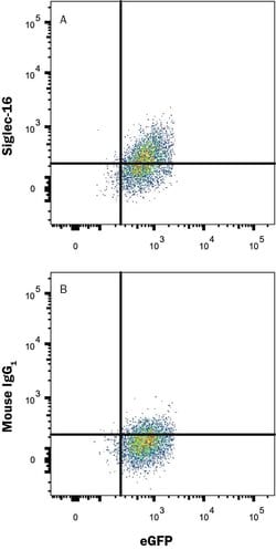 Human Siglec-16 Antibody, R D Systems 25 &mu;g; Unconjugated:Antibodies,
