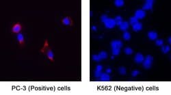 Human RANK/TNFRSF11A Antibody, R D Systems 25 &mu;g; Unconjugated:Antibodies,