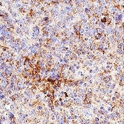 Human GM-CSF R alpha Antibody, R D Systems 100 &mu;g; Unconjugated:Antibodies,