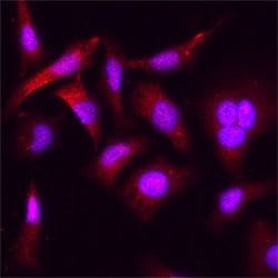 Human ATF6 Antibody, R D Systems 25 &mu;g; Unconjugated:Antibodies, Monoclonal