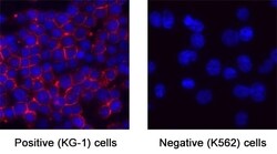 Human CD34 Antibody, R D Systems 100 &mu;g; Unconjugated:Antibodies, Monoclonal