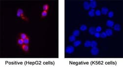 Human BMP-4 Antibody, R D Systems 100 &mu;g; Unconjugated:Antibodies, Monoclonal