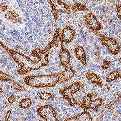 Human CD30 Ligand/TNFSF8 Antibody, R D Systems:Antibodies:Primary Antibodies