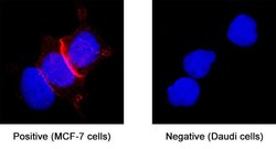Human L1CAM Antibody, R D Systems 25 &mu;g | Buy Online | R&D Systems | Fisher Scientific