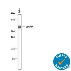 Human L1CAM Antibody, R D Systems 25 &mu;g | Buy Online | R&D Systems | Fisher Scientific
