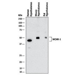 Human/Mouse/Rat MCHR1 Antibody, R D Systems 25 &mu;g; Unconjugated:Antibodies,