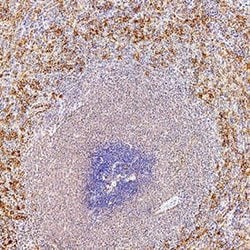 Human VCAM-1/CD106 Antibody, R D Systems:Antibodies:Primary Antibodies
