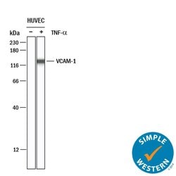 Human VCAM-1/CD106 Antibody, R D Systems:Antibodies:Primary Antibodies