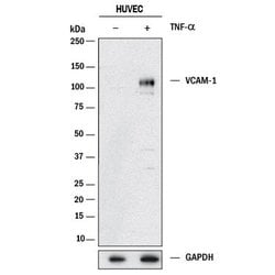Human VCAM-1/CD106 Antibody, R D Systems:Antibodies:Primary Antibodies