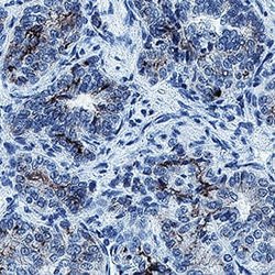 Human VCAM-1/CD106 Antibody, R D Systems 25 &mu;g; Unconjugated:Antibodies,