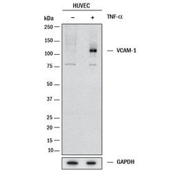 Human VCAM-1/CD106 Antibody, R D Systems 25 &mu;g; Unconjugated:Antibodies,