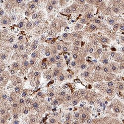 Human Flt-3/Flk-2 Antibody, R D Systems 100 &mu;g; Unconjugated:Antibodies,