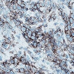 Human ICAM-3/CD50 Antibody, R D Systems 100 &mu;g; Unconjugated:Antibodies,