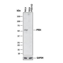 Human/Mouse PTEN Antibody, R D Systems:Antibodies:Primary Antibodies