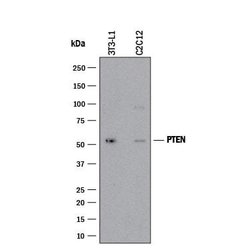 Human/Mouse PTEN Antibody, R D Systems:Antibodies:Primary Antibodies