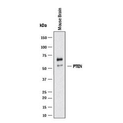 Human/Mouse PTEN Antibody, R D Systems:Antibodies:Primary Antibodies