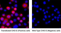 Human TEM5/GPR124 Antibody, R D Systems 25 &mu;g; Unconjugated:Antibodies,
