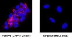 Human VSIG3 Antibody, R D Systems:Antibodies:Primary Antibodies