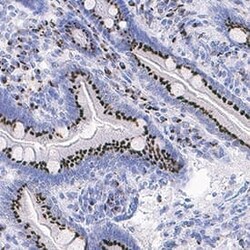 Human BTNL8 Antibody, R D Systems:Antibodies:Primary Antibodies