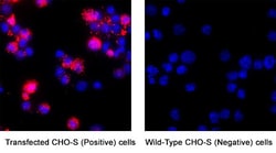 Human Irisin/FNDC5 Antibody, Novus Biologicals 100 &mu;g; Unconjugated:Antibodies,