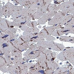 Human Irisin/FNDC5 Antibody, R D Systems 100 &mu;g; Unconjugated:Anticorps,