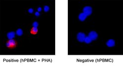 Human IL-6 Antibody, R D Systems:Antibodies:Primary Antibodies