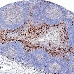 Human IL-6 Antibody, R D Systems:Antibodies:Primary Antibodies