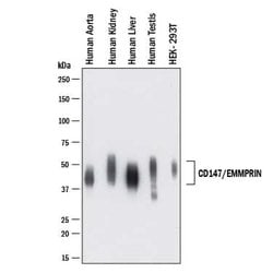 Human EMMPRIN/CD147 Antibody, R D Systems 100 &mu;g | Buy Online | R&D Systems | Fisher Scientific