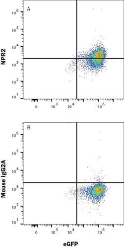 Human NPRB/NPR2 Antibody, R D Systems:Antibodies:Primary Antibodies