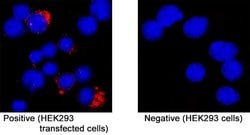 Human CEACAM-16 Antibody, R D Systems 25 &mu;g; Unconjugated:Antibodies,