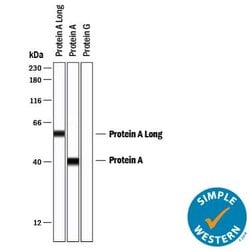 Protein A Antibody, R D Systems 25 &mu;g; Unconjugated:Antibodies, Monoclonal