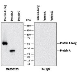 Protein A Antibody, R D Systems 25 &mu;g; Unconjugated:Antibodies, Monoclonal