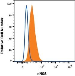 Human/Mouse nNOS Antibody, R D Systems 25&mu;g; Unlabeled:Antibodies, Monoclonal
