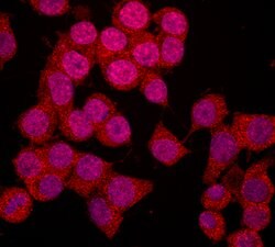 Human/Mouse nNOS Antibody, R D Systems 25&mu;g; Unlabeled:Antibodies, Monoclonal