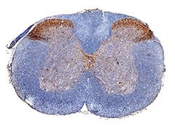 Human/Mouse/Rat nNOS Antibody, R D Systems:Antibodies:Primary Antibodies