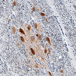 Human/Mouse/Rat nNOS Antibody, R D Systems:Antibodies:Primary Antibodies