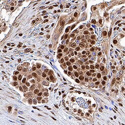 Human p300 Antibody, R D Systems 100&mu;g; Unlabeled:Antibodies, Polyclonal