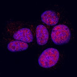 Human/Mouse/Rat p38 gamma Antibody, R D Systems 100&mu;g; Unlabeled:Antibodies,